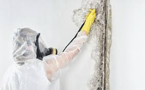 Why You Should Choose Our Mold Remediation Services in Hebron, IL